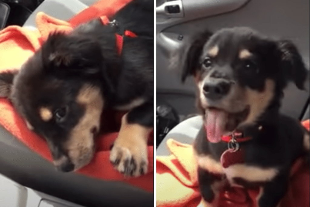 Dachshund Puppy Throws Tantrum When He's Denied Cuddles