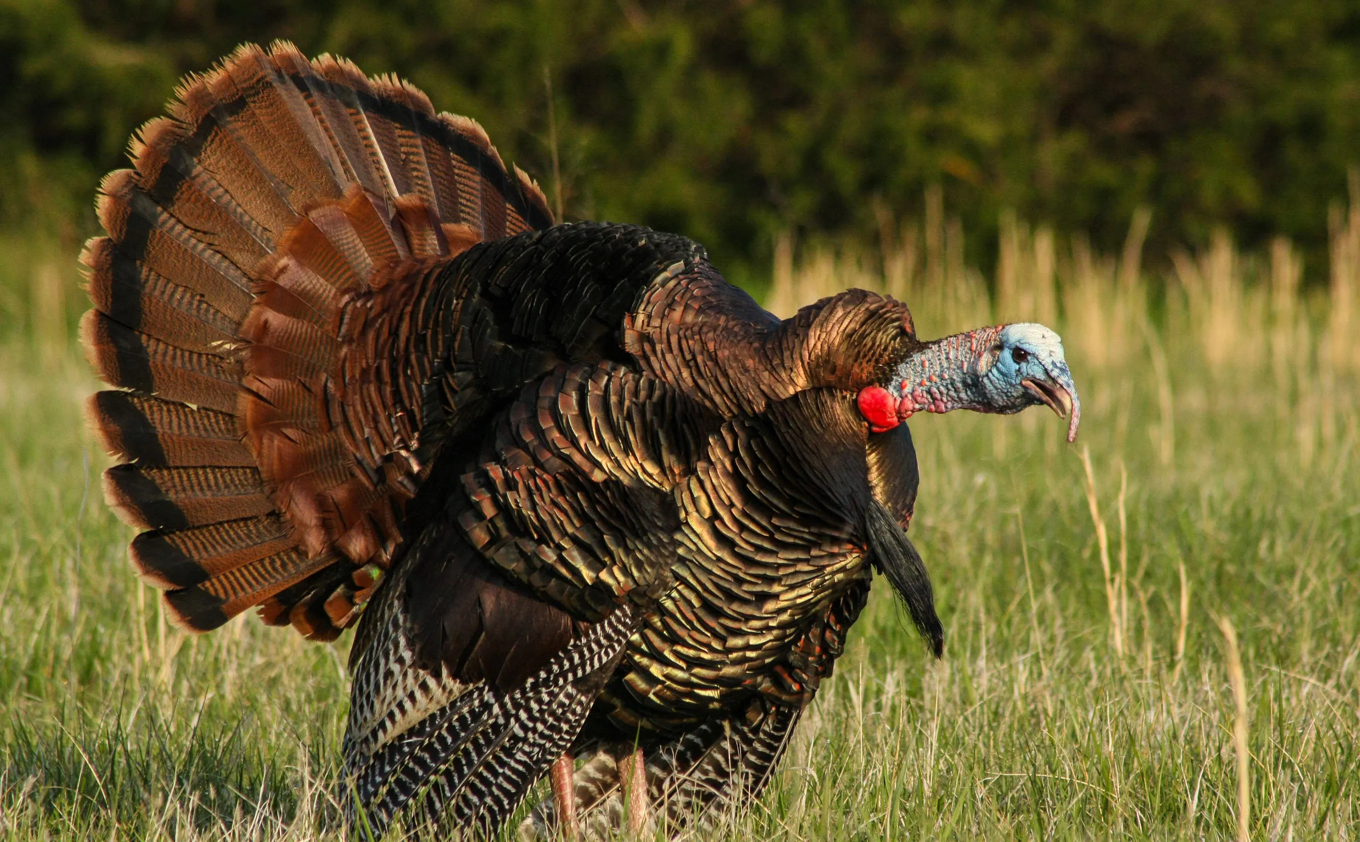 wild turkey