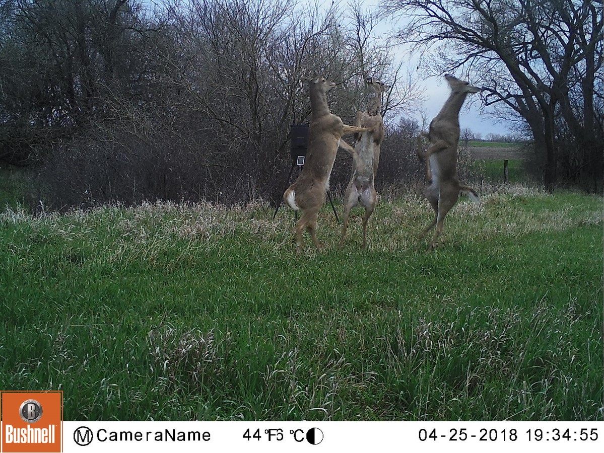 Trail Cam Tuesday