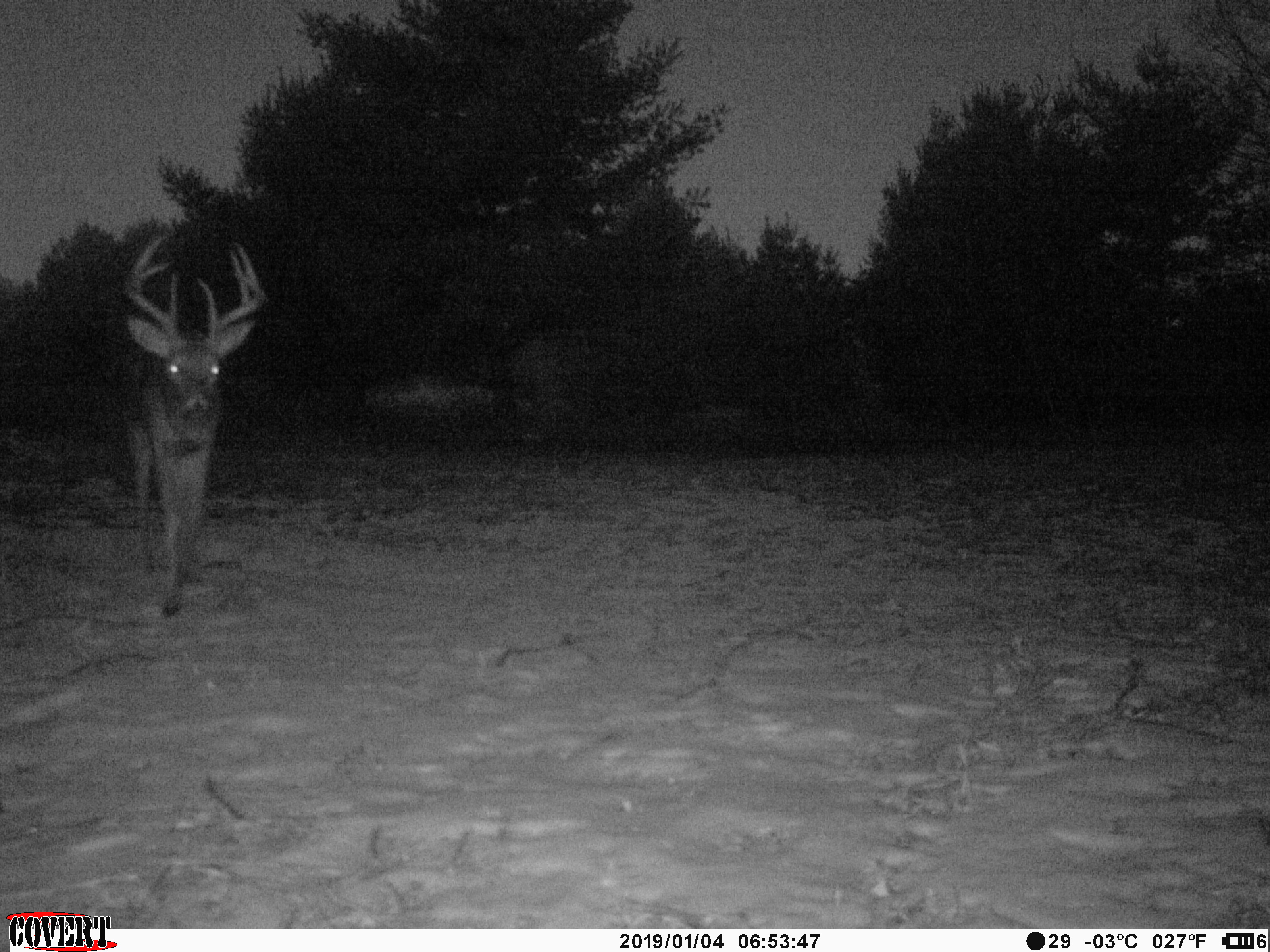 Trail Cam Tuesday