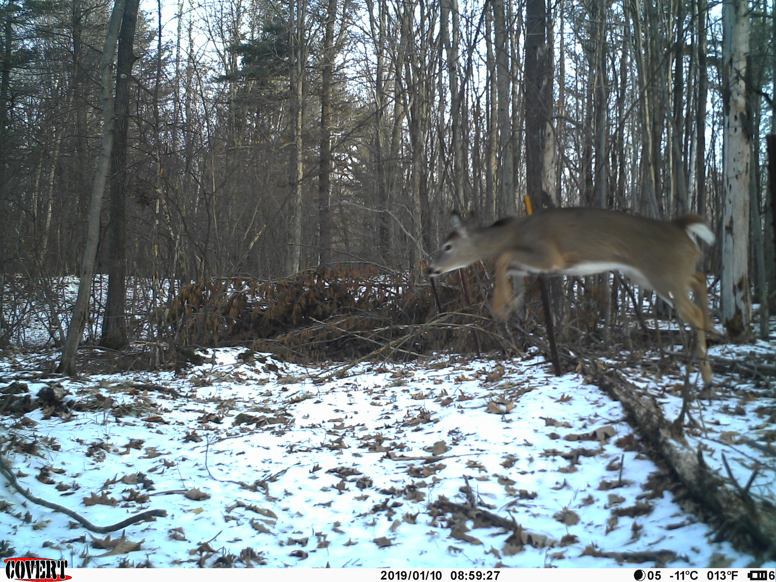 Trail Cam Tuesday