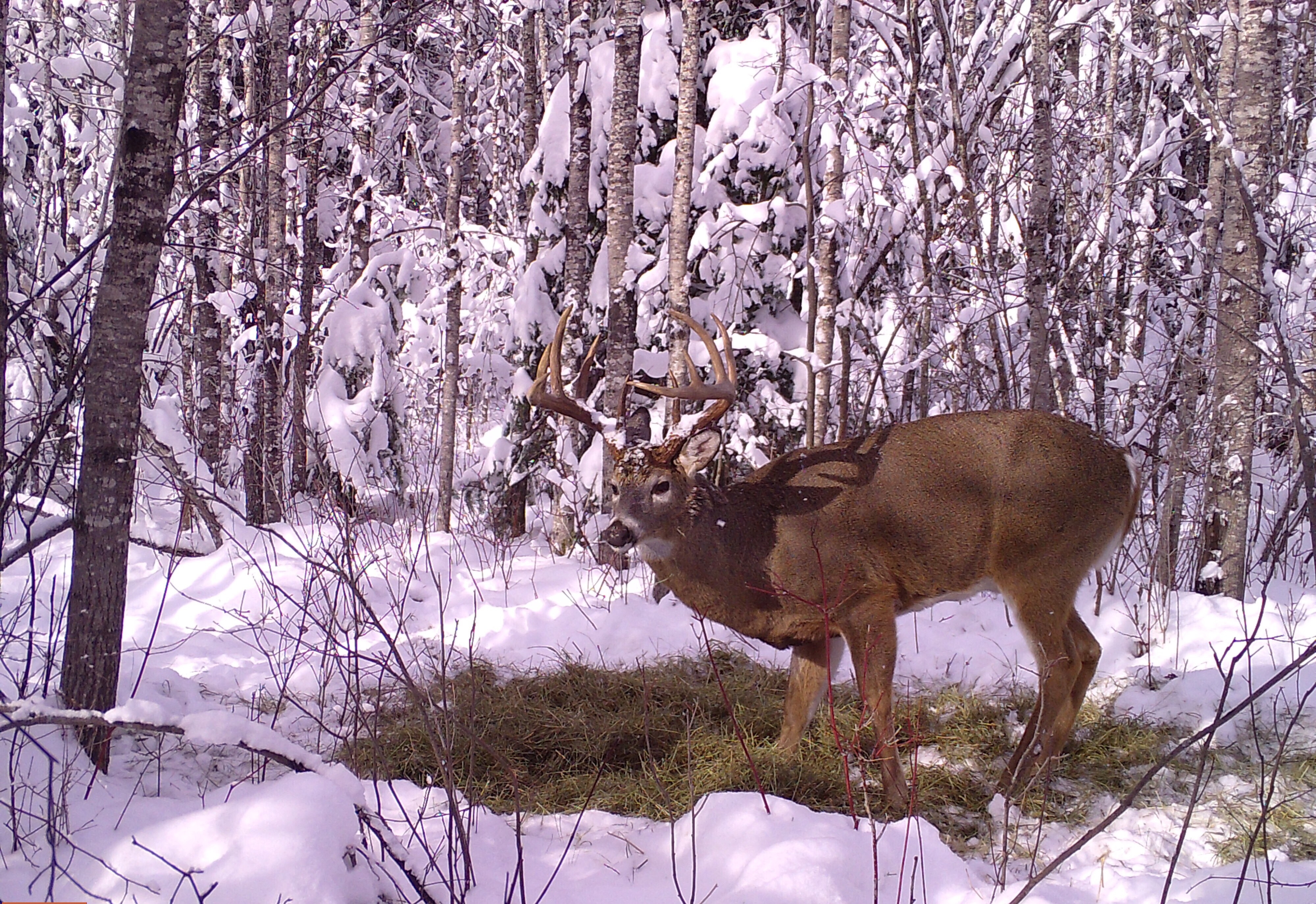 Trail Cam Tuesday