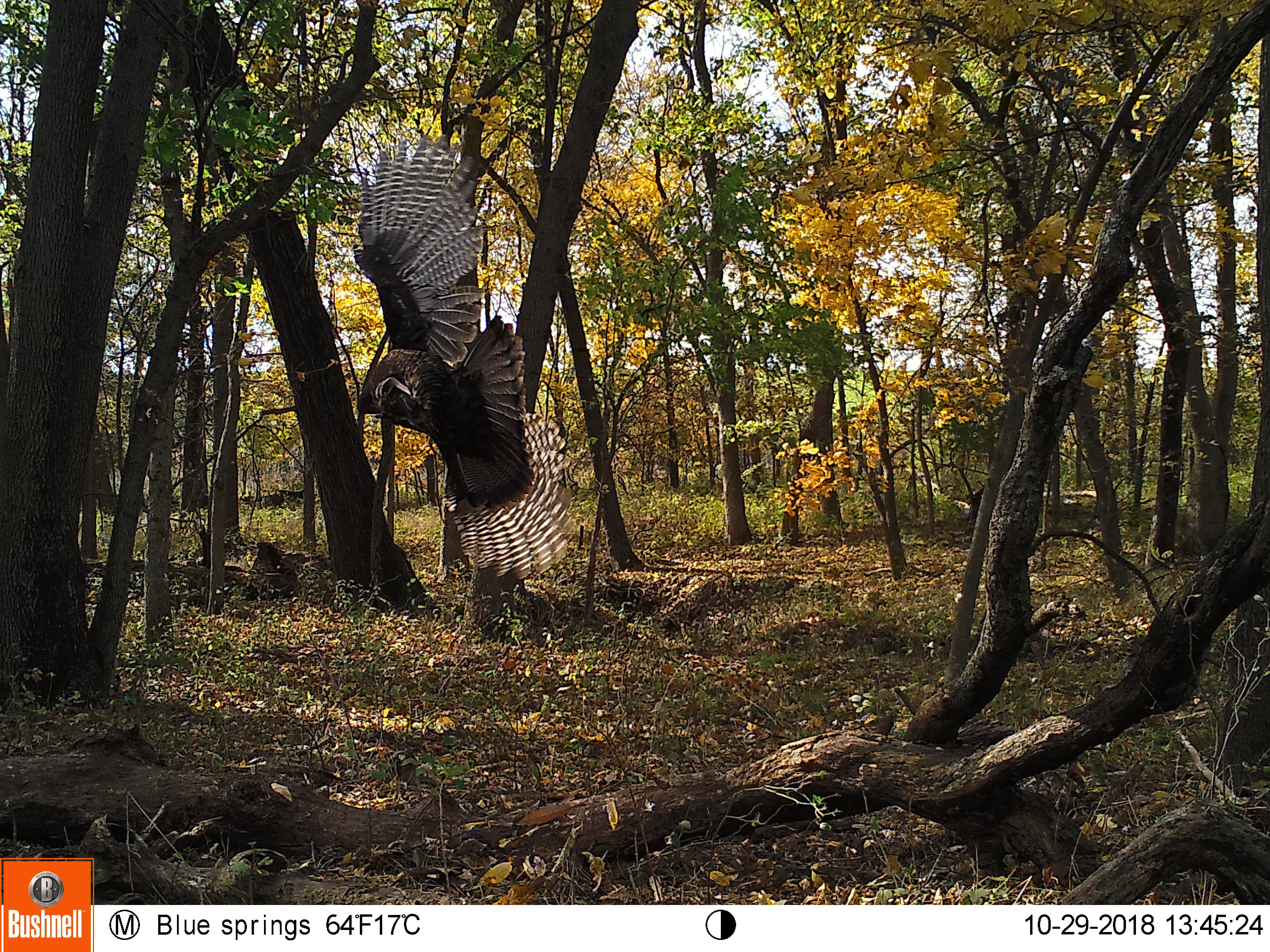 Trail Cam Tuesday