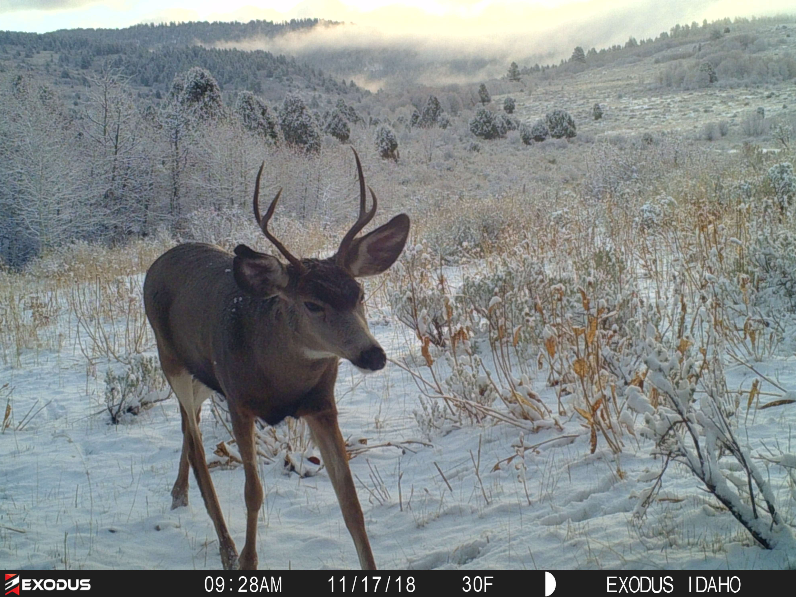 Trail Cam Tuesday