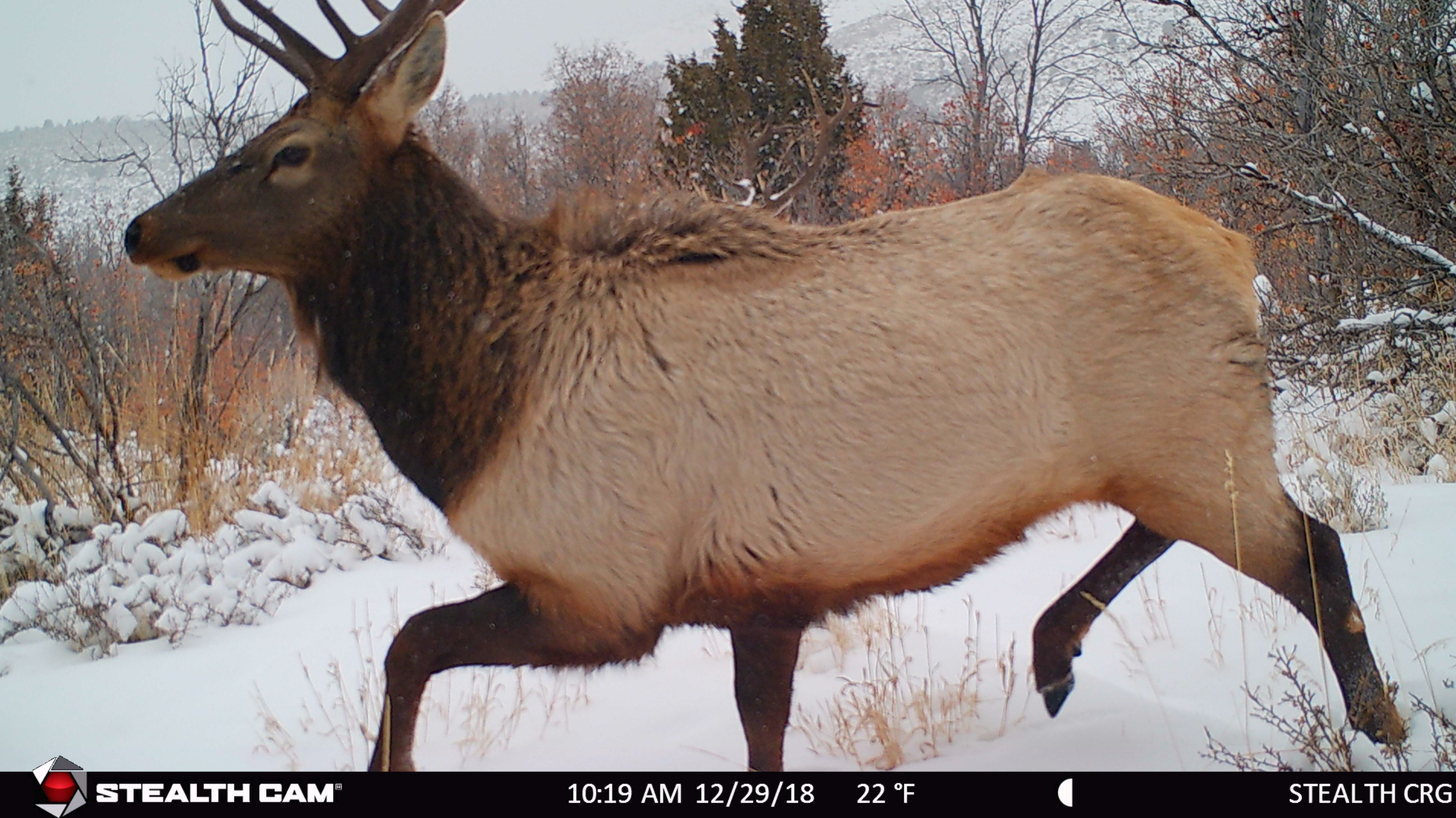 Trail Cam Tuesday