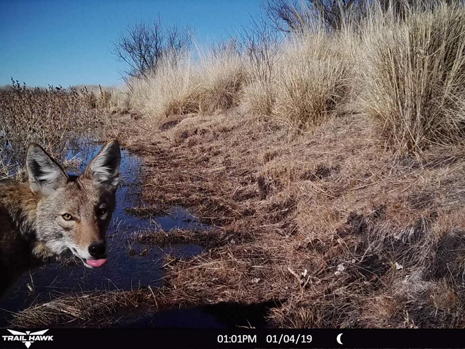 Trail Cam Tuesday