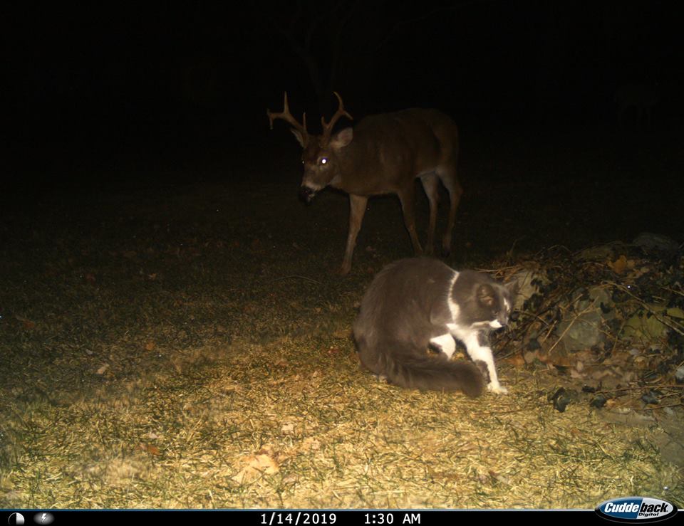 Trail Cam Tuesday