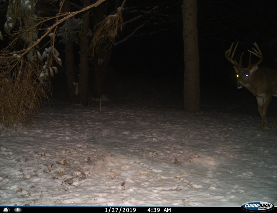 Trail Cam Tuesday