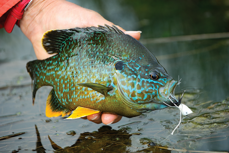 https://www.wideopenspaces.com/wp-content/uploads/sites/3/2019/01/Panfish-1-e1548104176393.png?resize=800%2C533