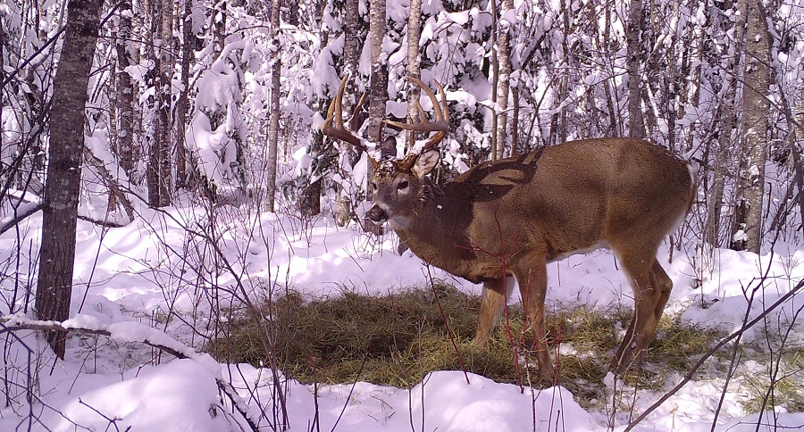 Trail Cam Tuesday