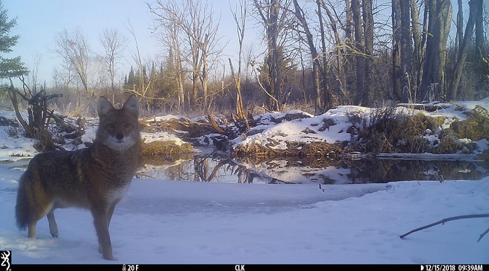 Trail Cam Tuesday