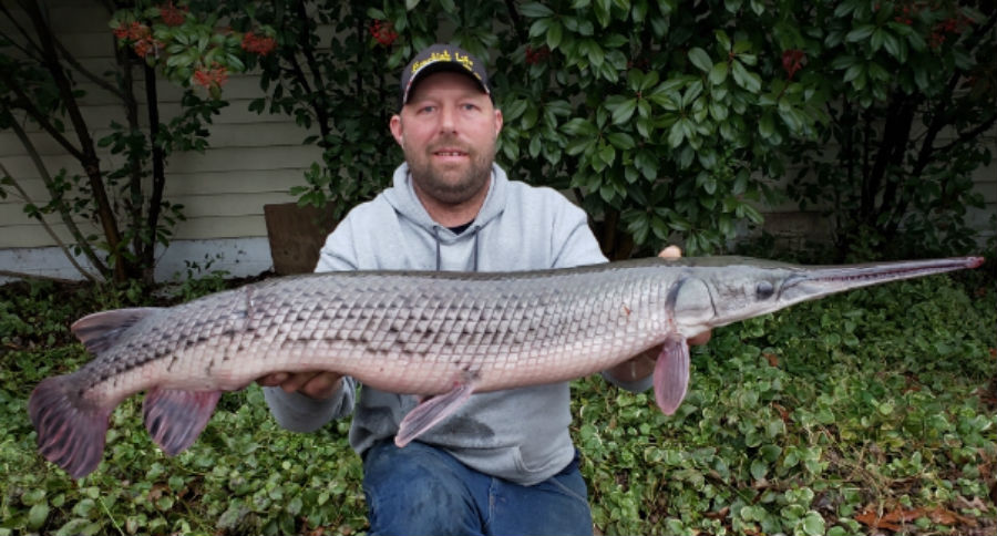 longnose gar