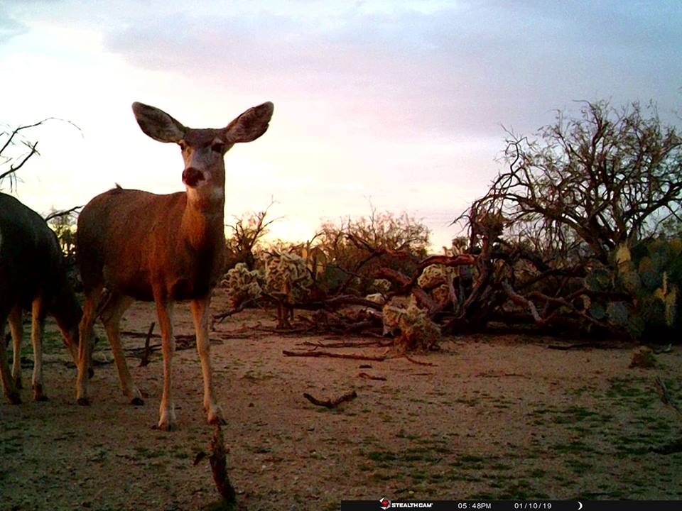 Trail Cam Tuesday