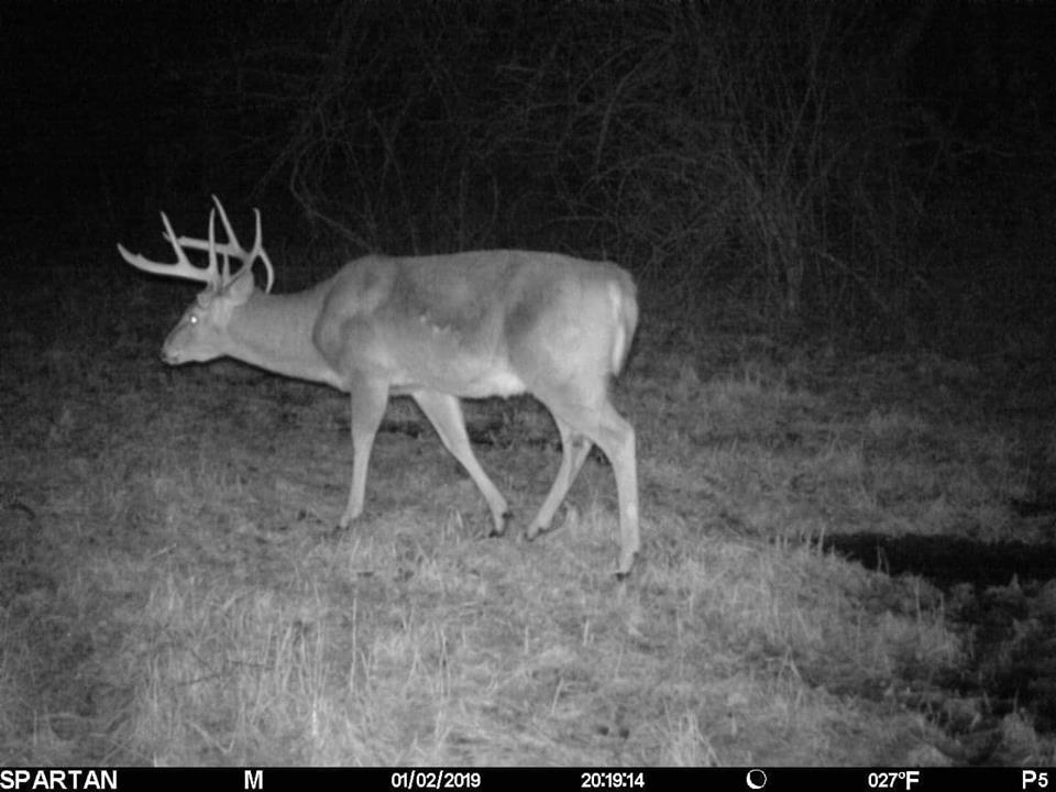 Trail Cam Tuesday