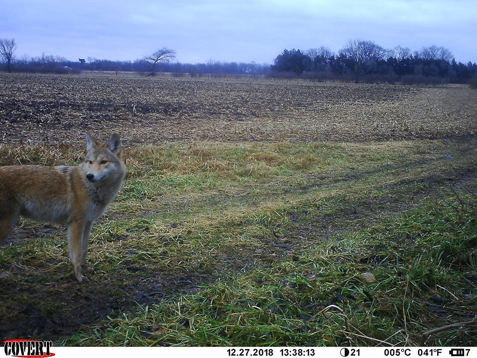 Trail Cam Tuesday