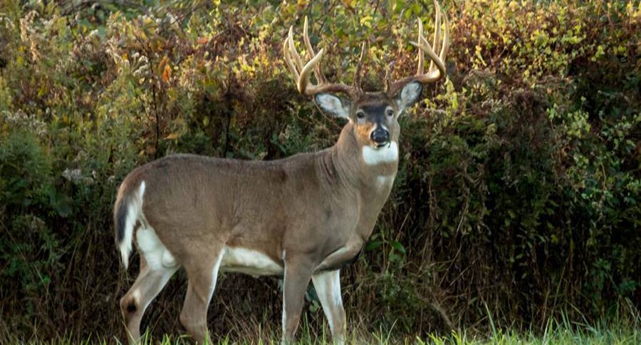 mysterious deer deaths