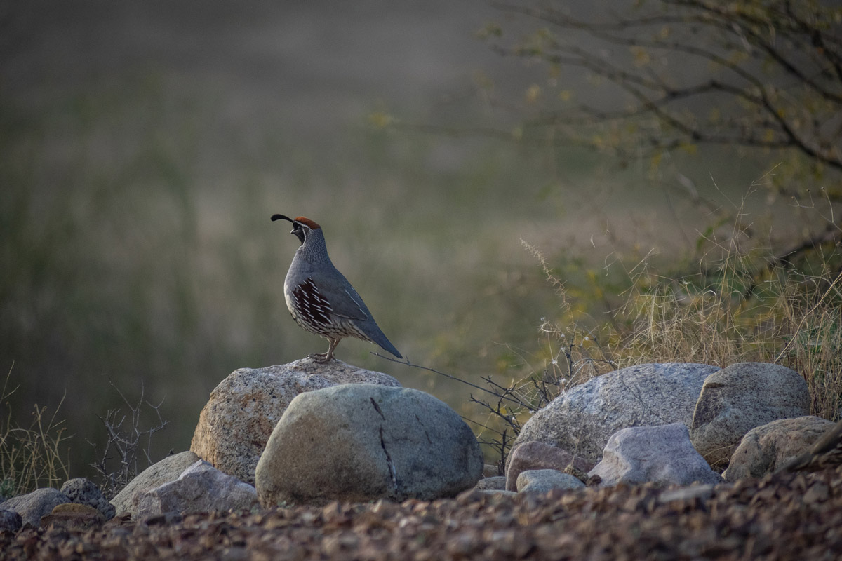 gambels quail