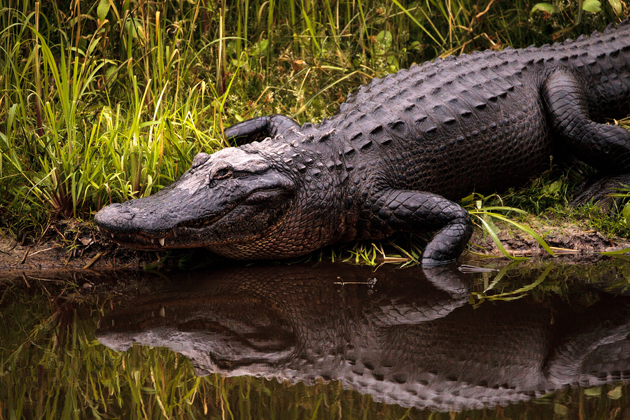 Large American alligator on the edge of a swamp