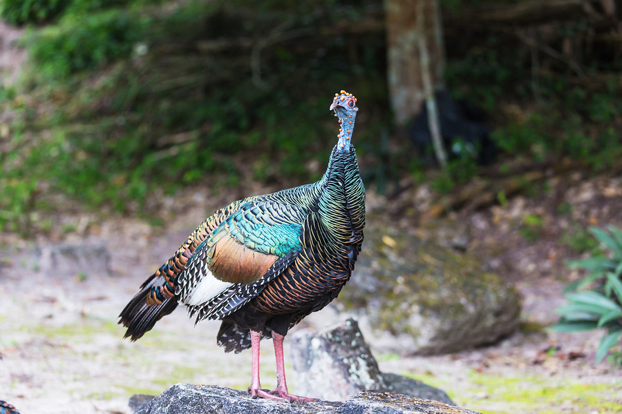 ocellated turkey