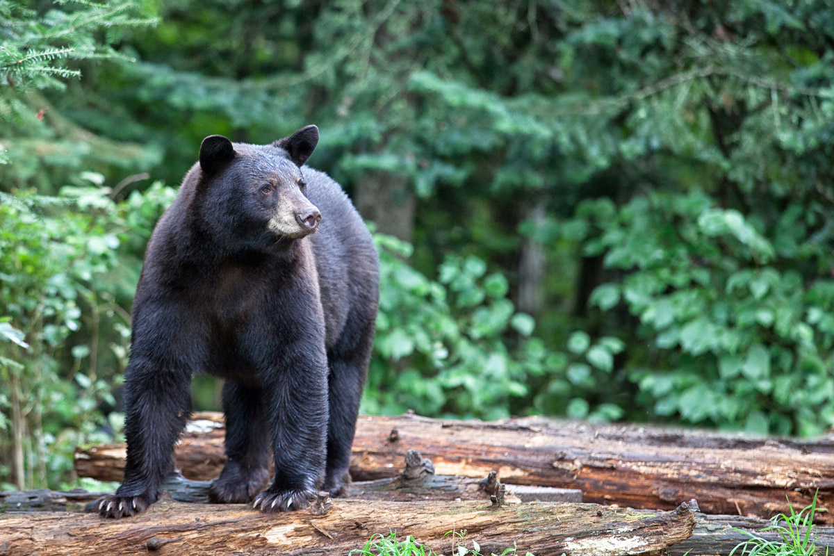 black bear