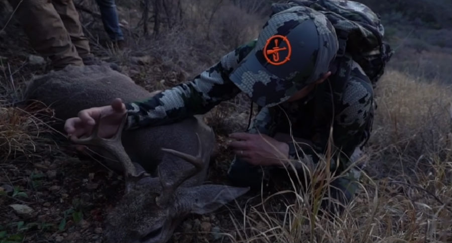 Coues Deer