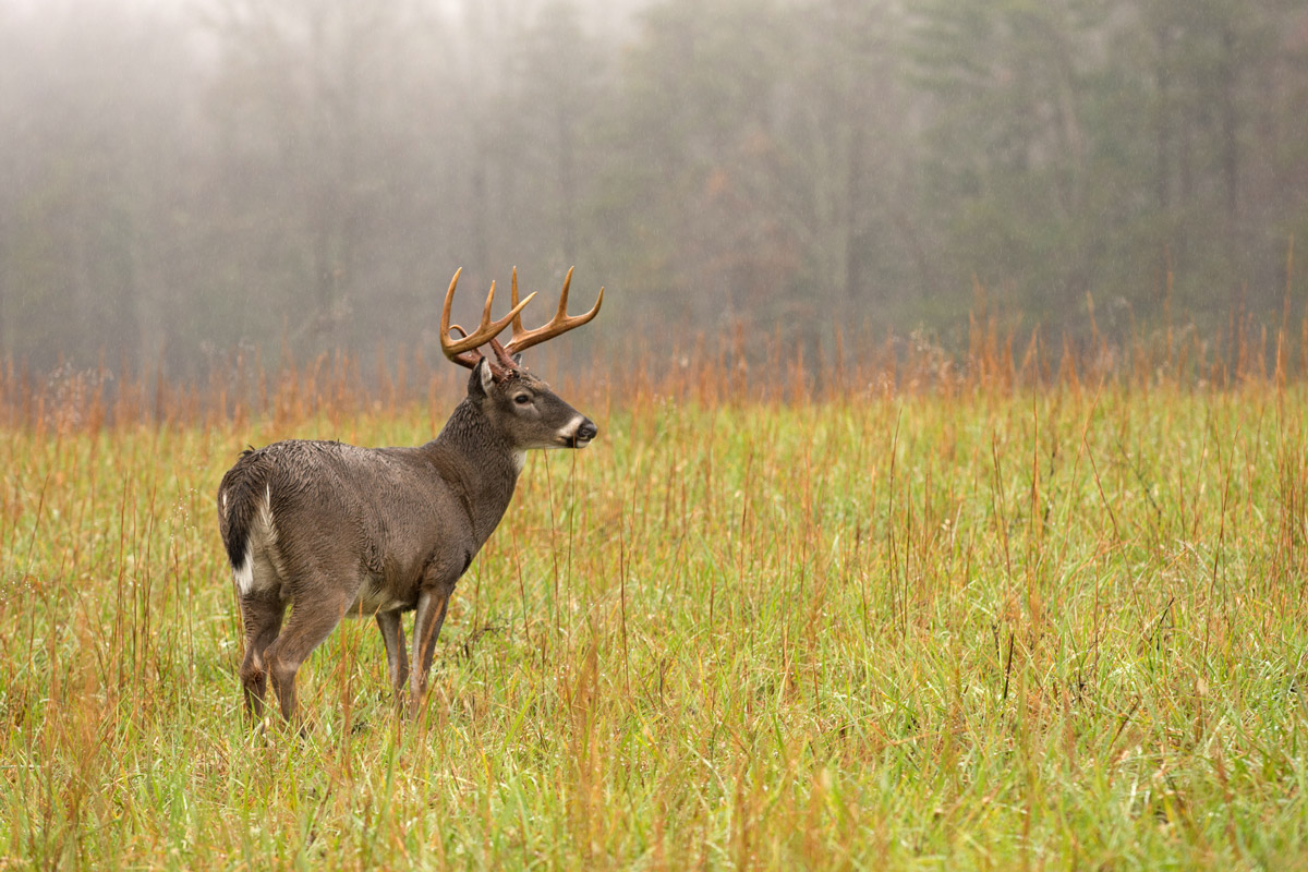 whitetail deer