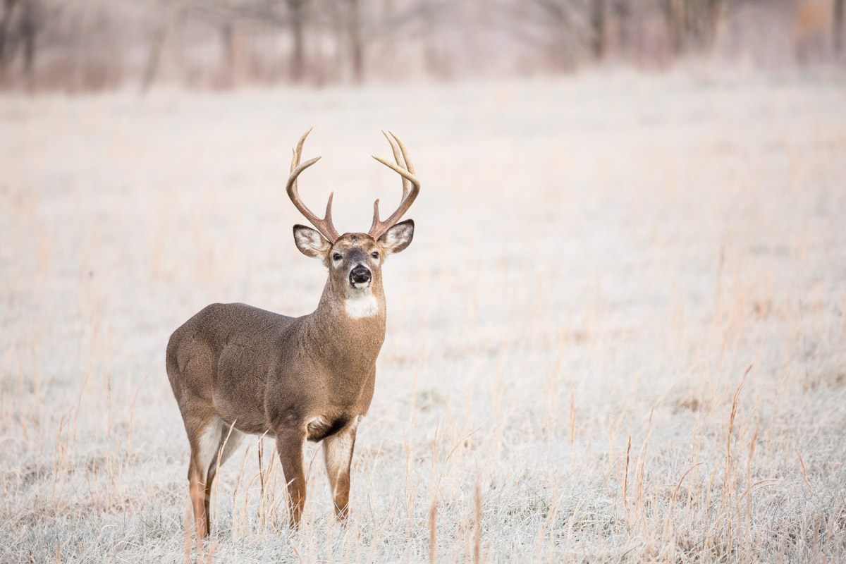 whitetail deer