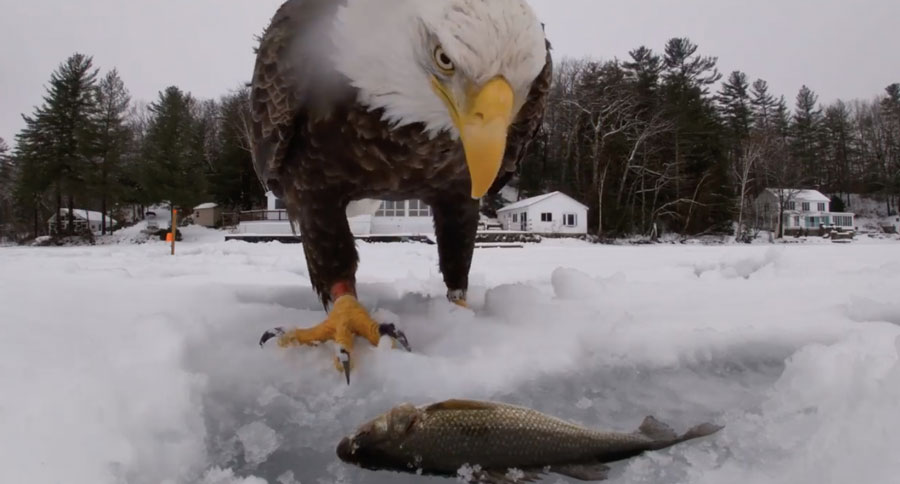 eagle swipes fish