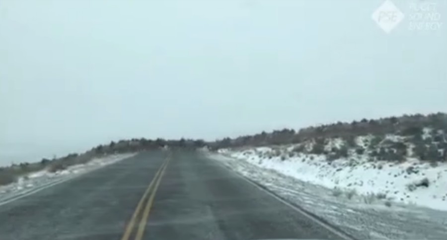 Washington elk herd