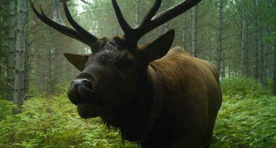 Wisconsin elk hunting