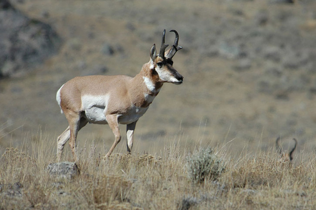 pronghorn