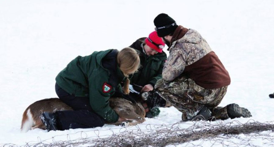 GPS Collaring Deer