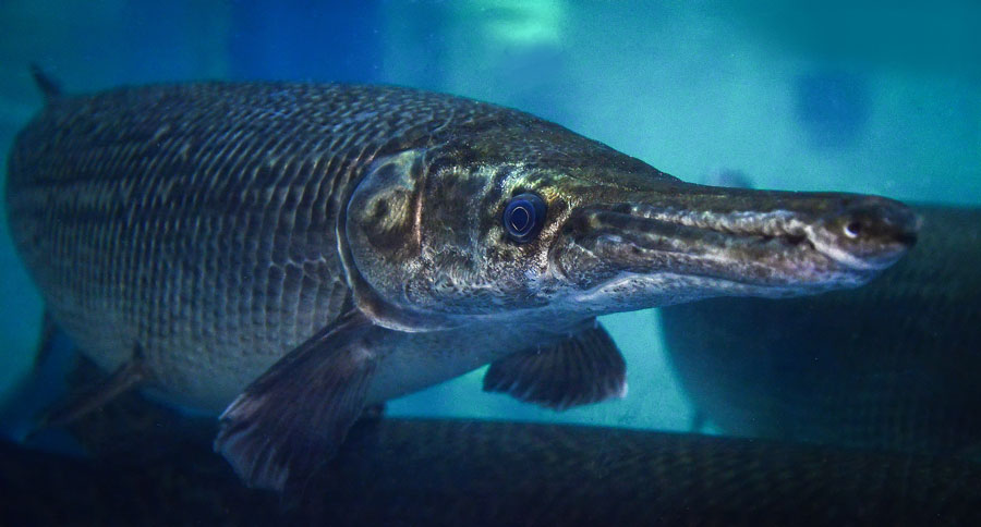 alligator gar