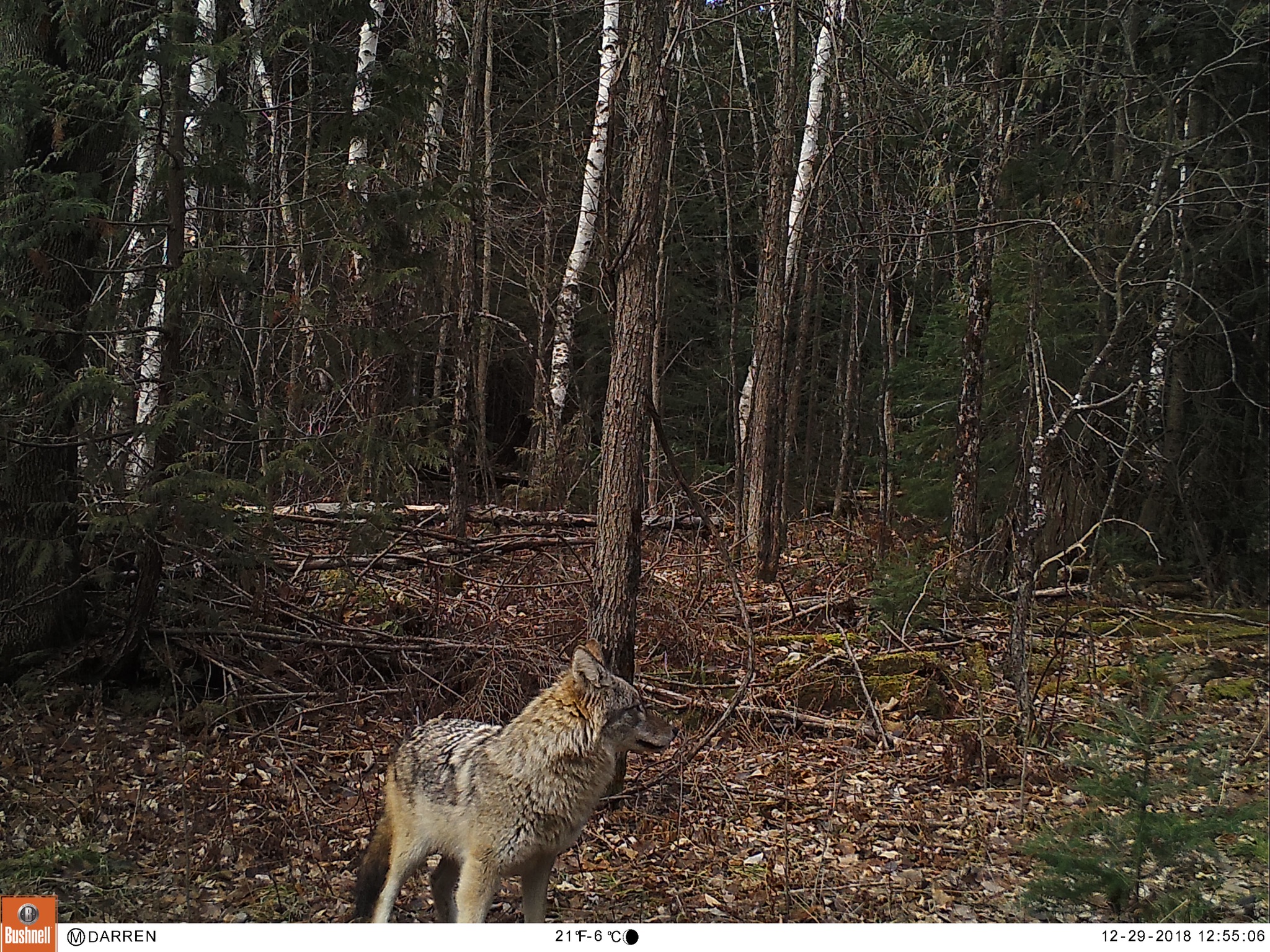 Trail Cam Tuesday