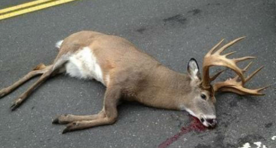 road-kill