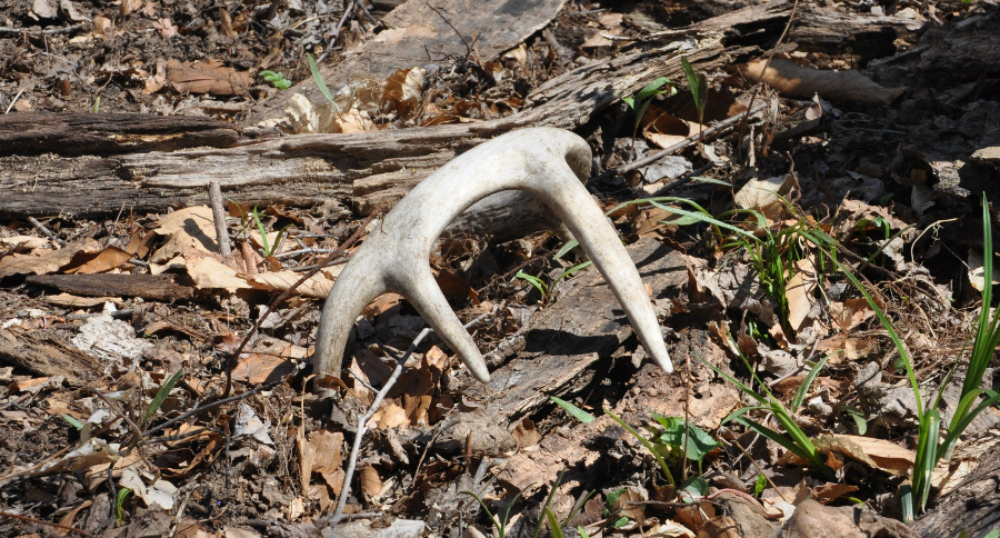 Shed Hunting