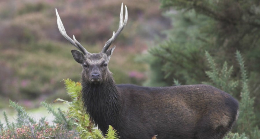 exotic sika deer