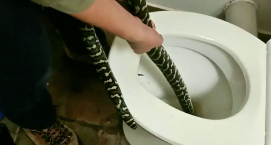 python in toilet