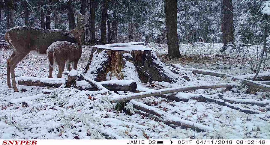 Trail Cam Tuesday