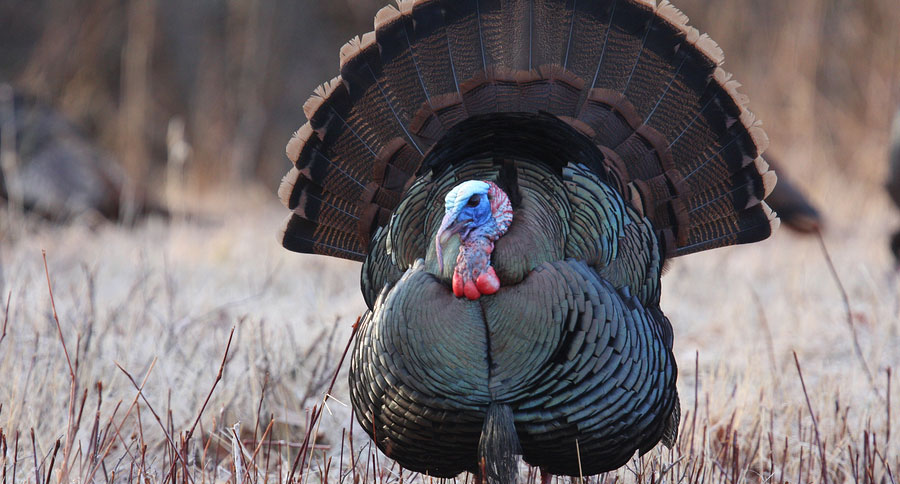 wild turkey