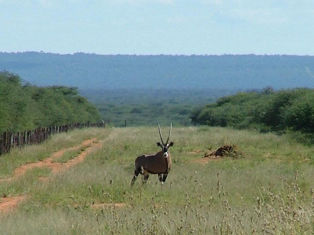 where to hunt in africa namibia