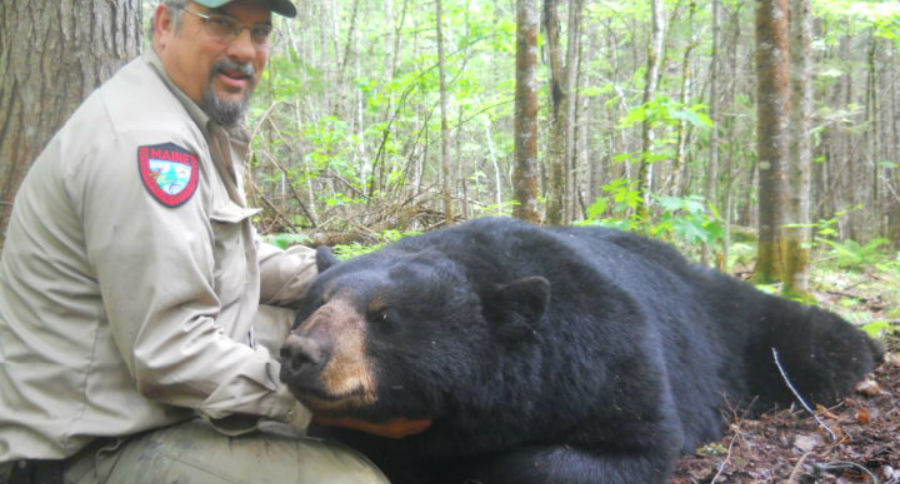 Maine bear hunters