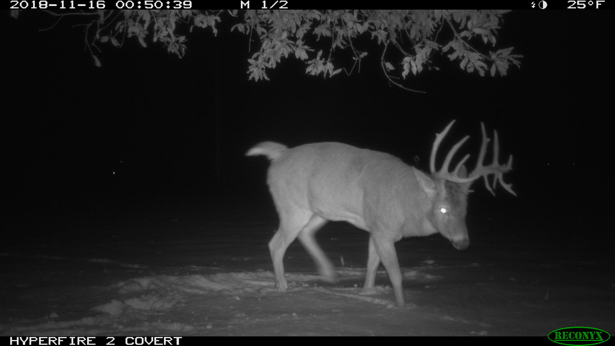 Trail Cam Tuesday