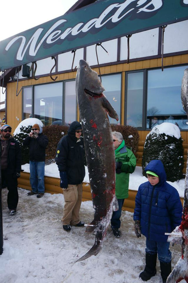 sturgeon spearing