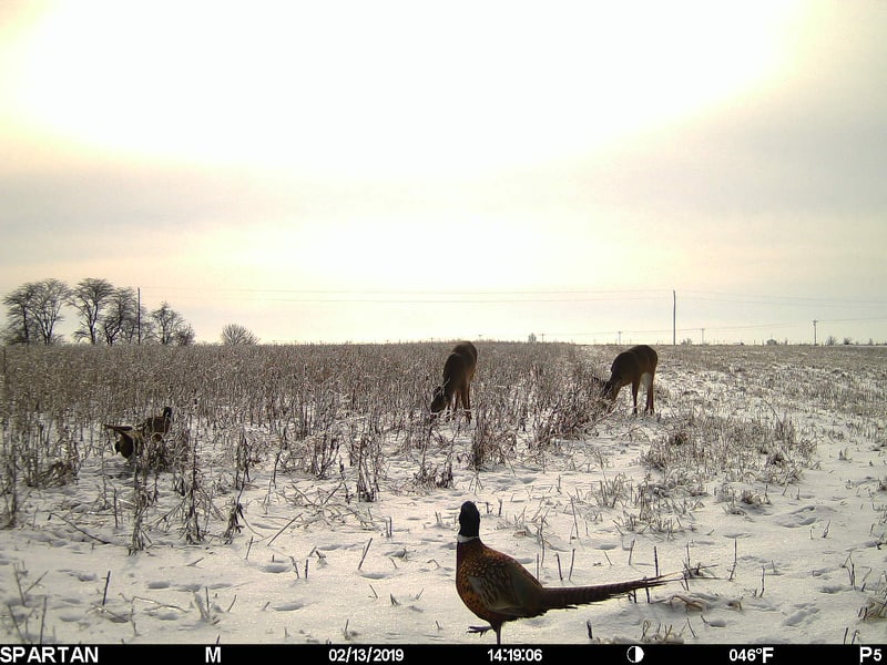 Trail Cam Tuesday