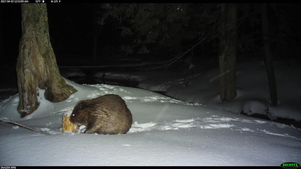 Trail Cam Tuesday