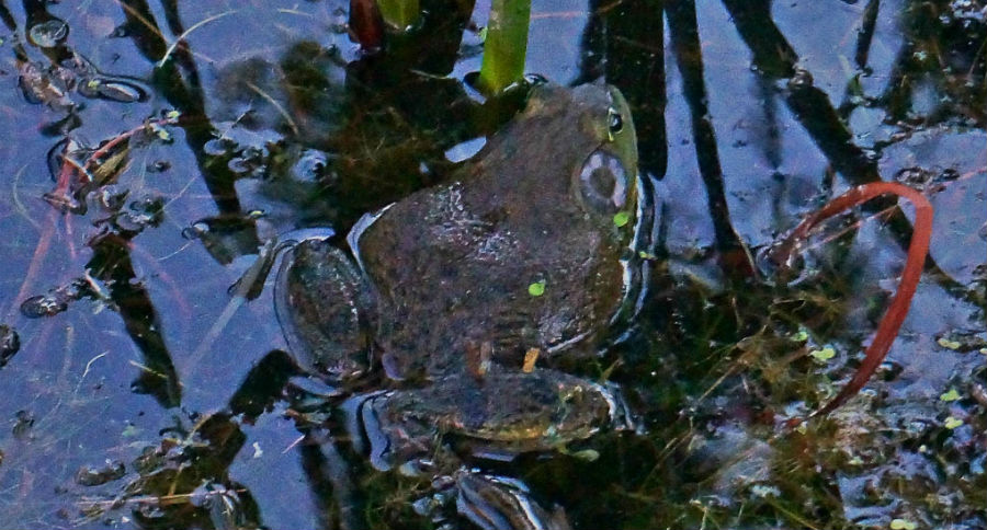 frog gigging