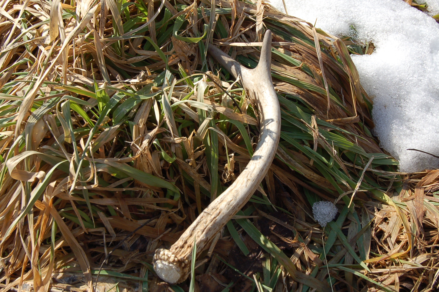 Shed Hunting