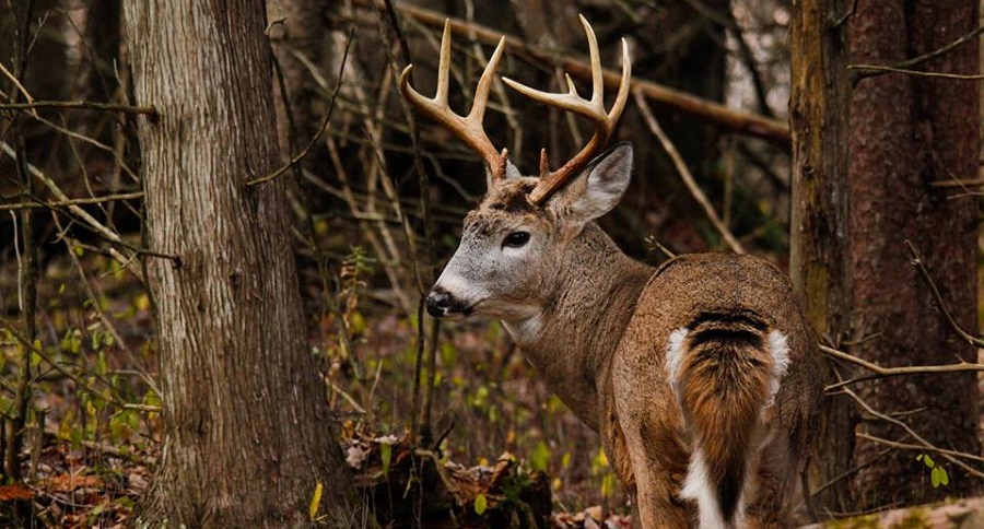 deer hunting