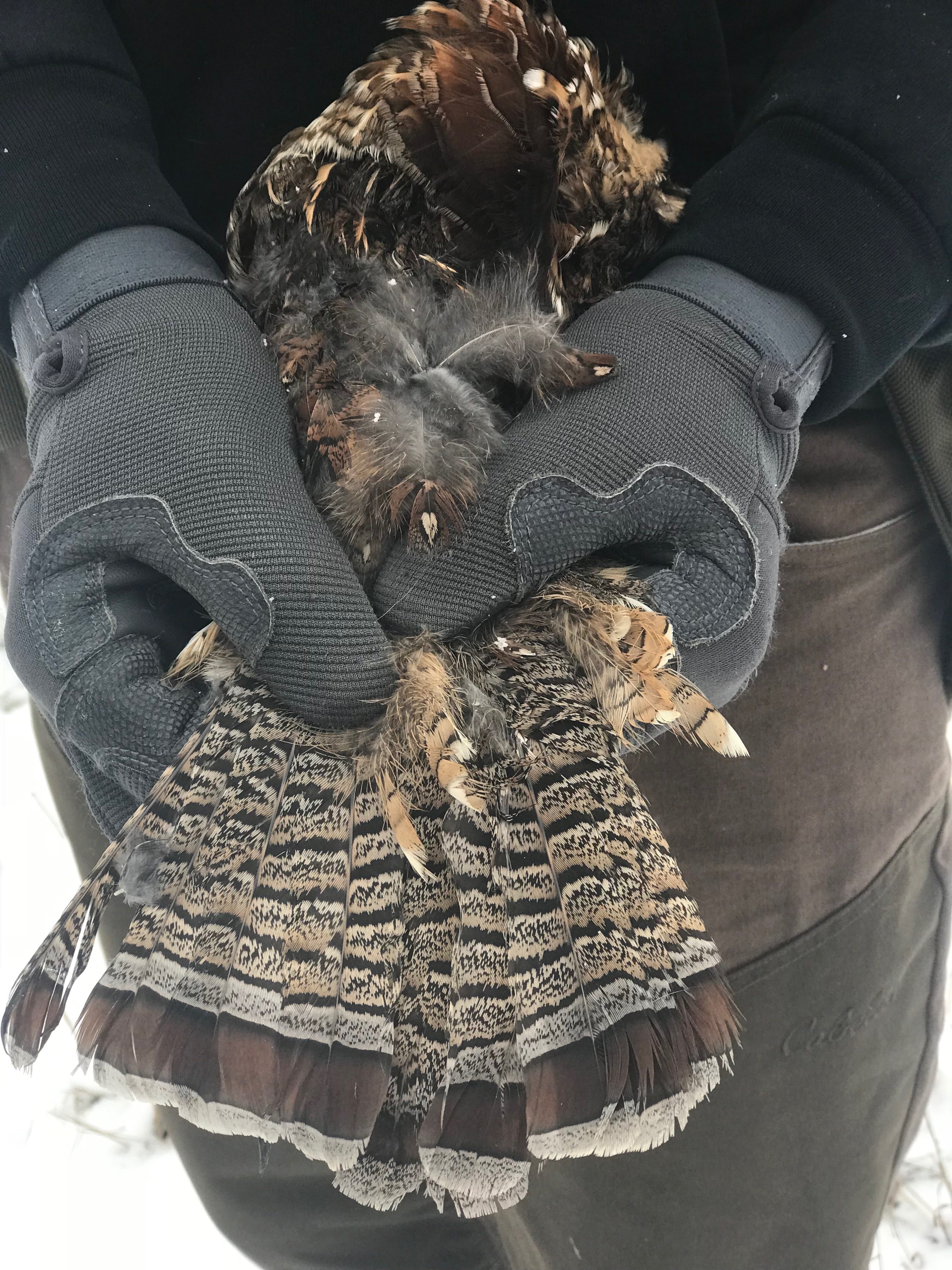 Upland bird hunting